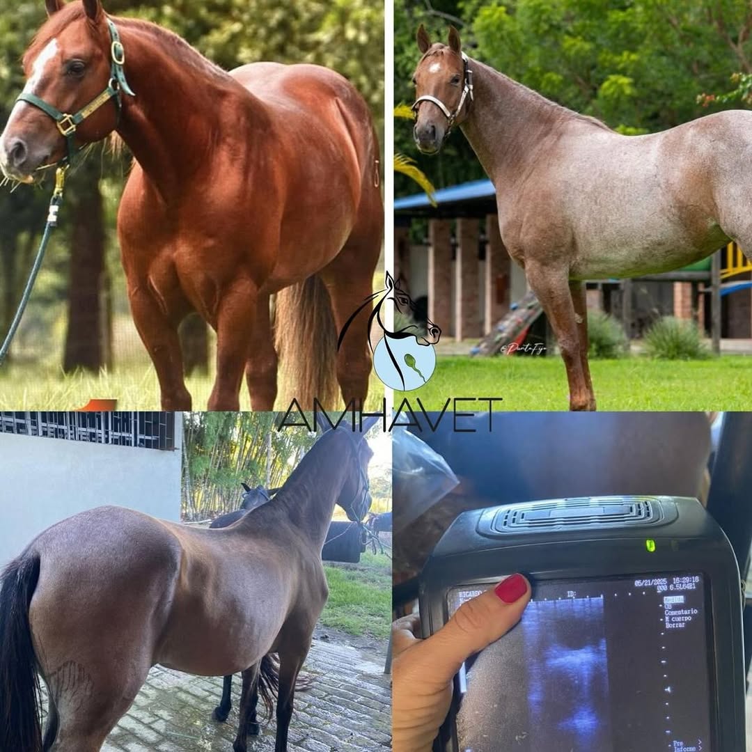 Procedimiento de embriones equinos en AMHAVET
